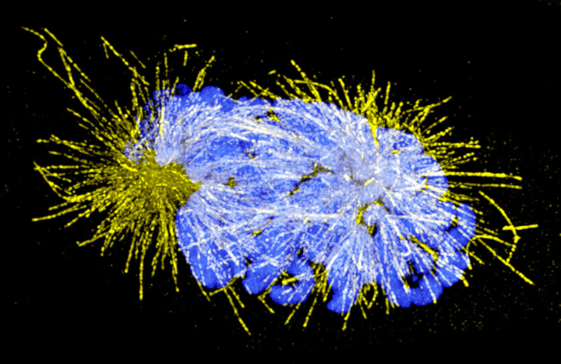 Illustration for article titled OMG These Images of the Sub-Microscopic World Are Amazing